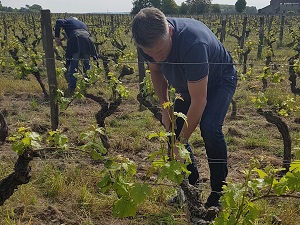 Activité oenologique en vigne en Val de Loire