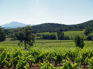 Journée découverte de la vigne en Côtes du Rhône