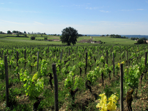 Coffret cadeau pour découvrir le métier de vigneron à Bordeaux