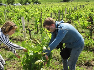 Stage viticulture bio Château Coutet