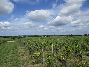Visite vignoble de Saint-Emilion