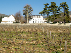 Coffret cadeau amateur de vin. Adoption de ceps de vigne en Bourgogne