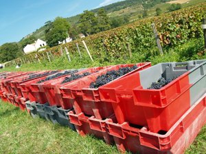 Adoption de vignes en Bourgogne