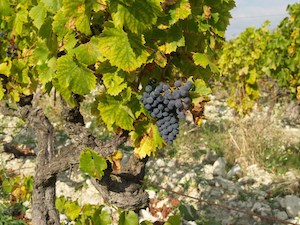 maturité du raisin pour els vendanges en Côtes du Rhône