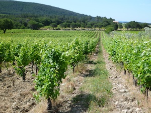 palissage vigne Côtes du Rhône