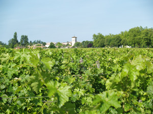 Vin Ceps Vignes Bordeaux Beau Rivage