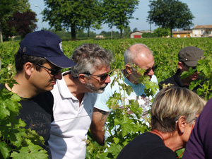 Vin Vignes Vignoble Vigneron Bordeaux