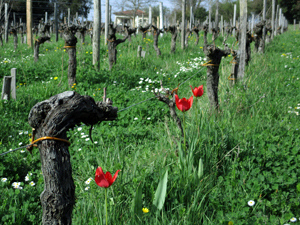 Les tulipes radiis au milieu de la vigne 
