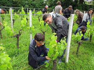 Adopter des vignes bios à Saint-Emilion
