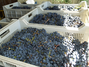 Récolte des raisins bio Gourmet Odyssey
