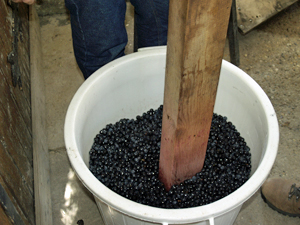 Cueillette des raisins Bio avec Gourmet Odyssey au chateau Coutet