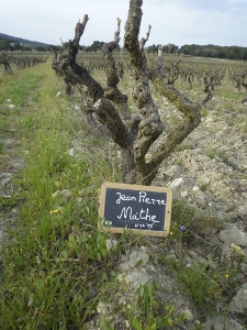 Bourgeons vigne Vallée du Rhône stage oenologique