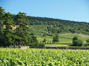 Vigne Terroir Bourgogne Vins