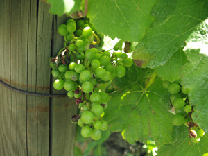 Vin Vignes Raisins Ceps Floraison