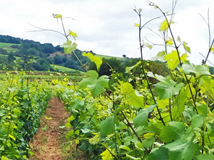 Participer au travail en vigne en Bourgogne