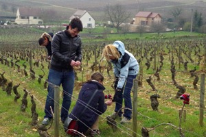 Cadeau pour les amateurs de vin. Parrainage de pieds de vigne en Bourgogne.