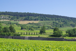 Adoptez vos propres pieds de vigne en Bourgogne