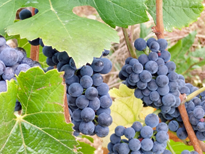 Adoptez des vignes bio en bourgogne au domaine Chapelle avec Gourmet Odyssey