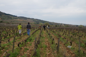 Adoption de peids de vigne en Bourgogne