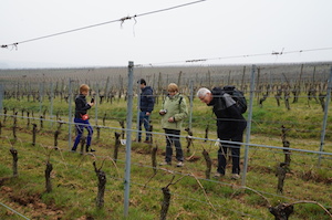 Adoption pied de vigne Alsace Stentz-Buecher