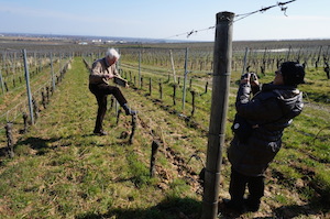 Adoption de pieds de vigne Alsace
