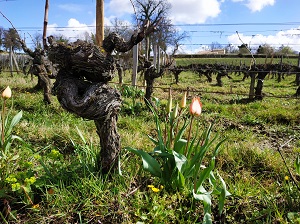 Tulipes rares dans les vignes de Château Coutet