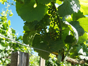 Stage viticulture bio à Santenay en Bourgogne