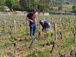 Coffret cadeaau stage vigne et vin en Bourgogne