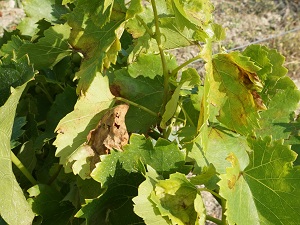 Traitement bio du mildiou dans la vigne