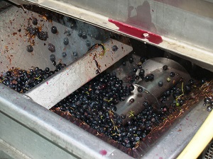 Petits rendements raisins et vins bios 2018