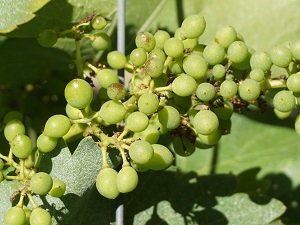 Staage viticulture bio en 2018