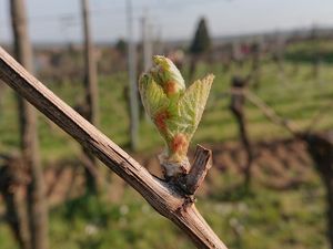 Journée découverte de la vigne en Alsace