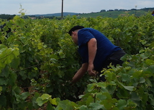 rognage vigne Bourgogne stage oenologique