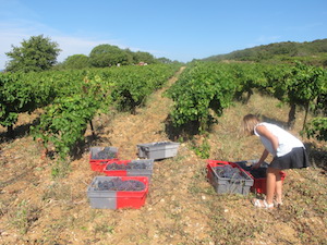 Adoption de pied de vigne dans le Languedoc
