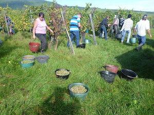 récolte raisin Alsace domaine Stentz-Buecher