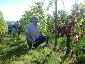 adoption pied de vigne Domaine Stentz-Buecher Alsace