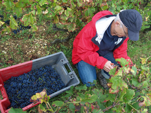 cadeau vendanger des ceps en Bourgogne. Location vignes avec stage dans la vigne.