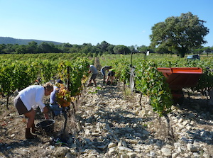 Démarrage des vendanges en Côtes du Rhône