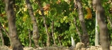 Nouvelle formule lancée : Location vignes à partir de 6 pieds de vigne