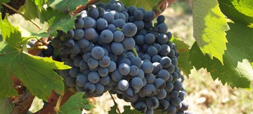 Adoption de pieds de vigne en Alsace et dans les Côtes du Rhône maintenant disponible