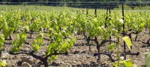 Offrez des pieds de vigne pour le millésime 2015 