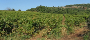 Expérience Vin dans le Languedoc