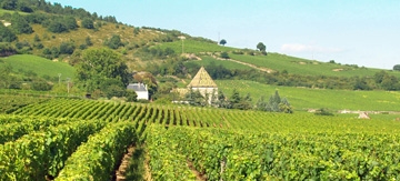 Expérience Vin en Bourgogne
