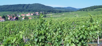 Expérience Vin en Alsace
