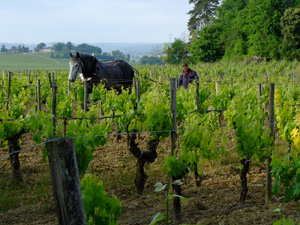 Elaborez votre vin dans un Château de Saint Emilion certifié en bio