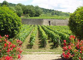Cadeau parrainage de vignes en Bourgogne