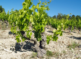 Week end oenologique en vallée du Rhône: location de vignes
