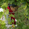 Avis 5 étolies sur l'adoption de vigne et vendanges au Domaine Stentz-Buecher