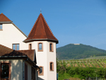 Coffret cadeau vignes. Location pieds de vigne Alsace