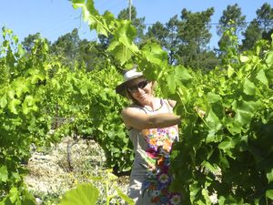 Adoptez des vignes bio en Vallée du Rhône